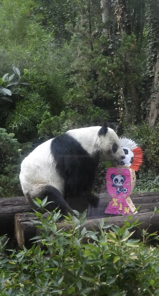 pandas_fr's tweet photo. 🐼🇲🇽⚽️ La femelle #panda #XinXin fêtera son 36ème anniversaire le 1er juillet prochain et elle a reçu un objet d’enrichissement en lien avec la coupe du monde de football qui se déroule actuellement au Mexique!
https://t.co/QYVgSCHpvu
#CDMX #zoológicodechapultepec #zoochapultepec https://t.co/0eHPNdfnH8