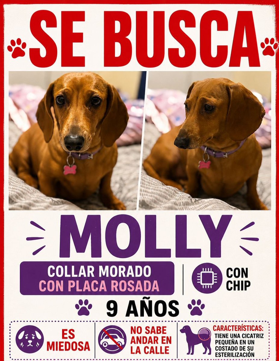 cirio17's tweet photo. Molly aún Sigue extraviada, incluso se ha  llegado a dar Recompensa por Rescate...
Que pasa con los seres humanos, llegan a APROPIARSE de parte del corazón de otros?, se insiste en Ayudar a Recuperarla🙏 https://t.co/Vjh7R2Id30
