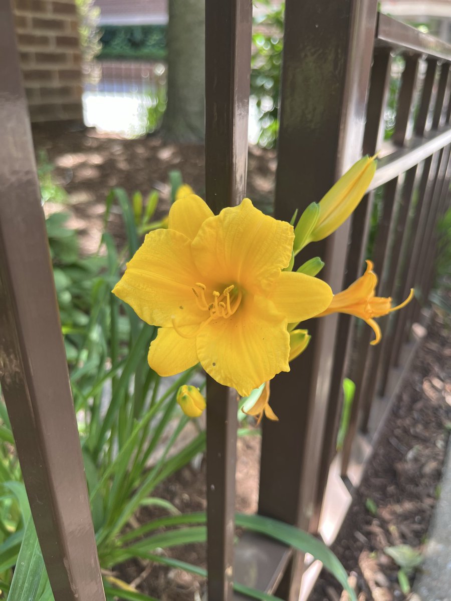 crowd_ina's tweet photo. Some of the flowers I noticed around my job today 🪻🌷🌼 https://t.co/s1PWCyH2XF