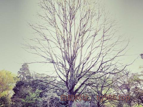 k_rca28217's tweet photo. tg账号 纸飞机汉化
苹果下载telegram
电报smsfee
华为下载tiktok 纸飞机账号
telegram账号 https://t.co/JQWh5TXttS