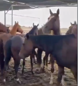 GodCanAndWil's tweet photo. This baby would have been born LITERALLY in the slaughterhouse - this is one of the 24 thoroughbreds in the kill pen just last week - well 25 now...XOXO #ItsABoy thanks to the Bridge - who saved him & racefund. XOXO β€οΈπ https://t.co/gWFkwrqpxa
