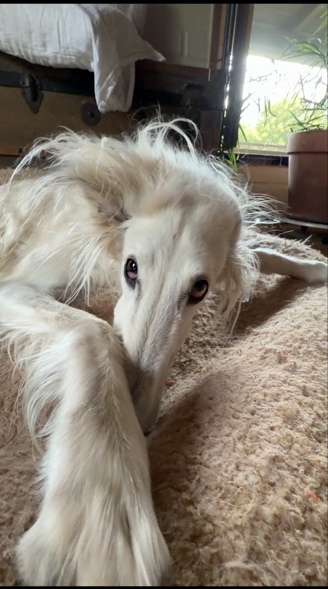 EsperBorzoi's tweet photo. The cryptid demands pets, comply? https://t.co/EvzCXTBQve