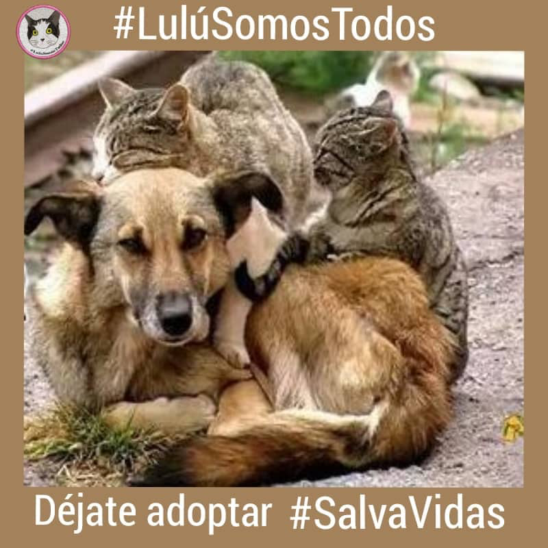 NuriTrejo's tweet photo. #13Jun. La Hora de #LuluSomosTodos. Detener el maltrato es una obligación, no una opción. La #Vida se respeta, tenga alas, manos, garras, hojas, patas...
Si no vas a ayudar, no los lastimes, punto https://t.co/29D8UDUzc1