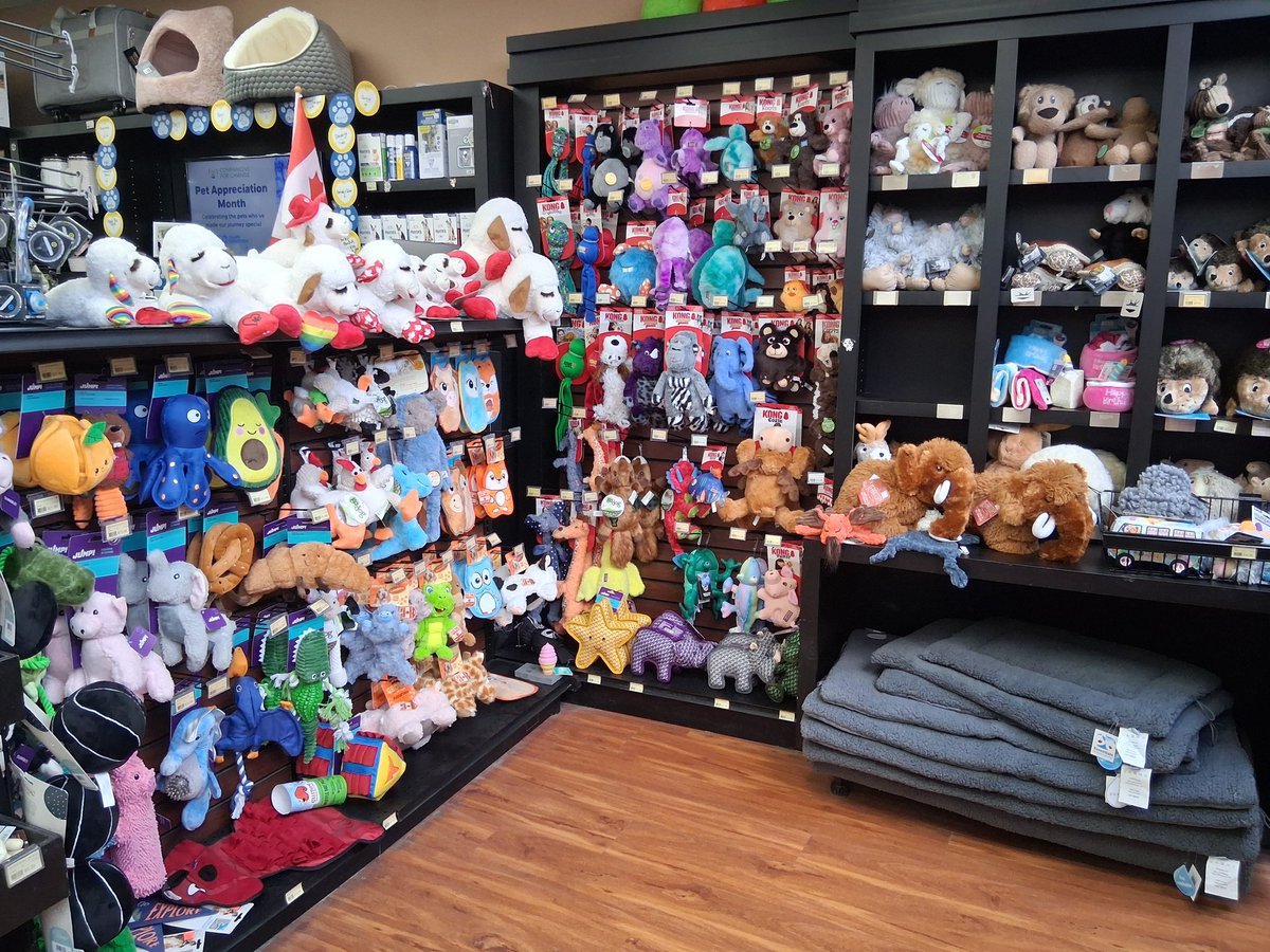 CBARescue's tweet photo. Our #AdoptionDay event today is hosted by the Jones &amp; Danforth Pet Valu (869 Danforth Ave). They've supported our mission for years &amp; kept a donation box for us on their checkout counter forever 😺 They've made so many adoptions possible. Send some love their way ❤️ https://t.co/NSxP9ho9Fe