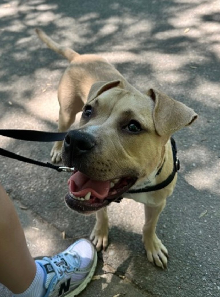 MorgFairsdogs's tweet photo. Spud 252206
Kill Command 
#NYCACC #RescueOnly 
He is an adorable 1 yr old puppy 🐶 
Deteriorating in care
Leash biting and slamming into kennel door 
Social with staff 
Needs exp all adult home 
Save Spud!
#pledge4rescue #foster #adopt https://t.co/Am7m5xtrTy
