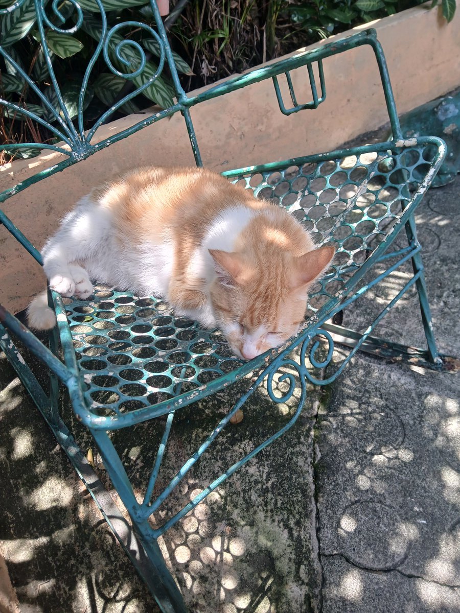 Dakapo64's tweet photo. Me gano la silla el Snarff.. 🐱 https://t.co/jUVA1MXqE1