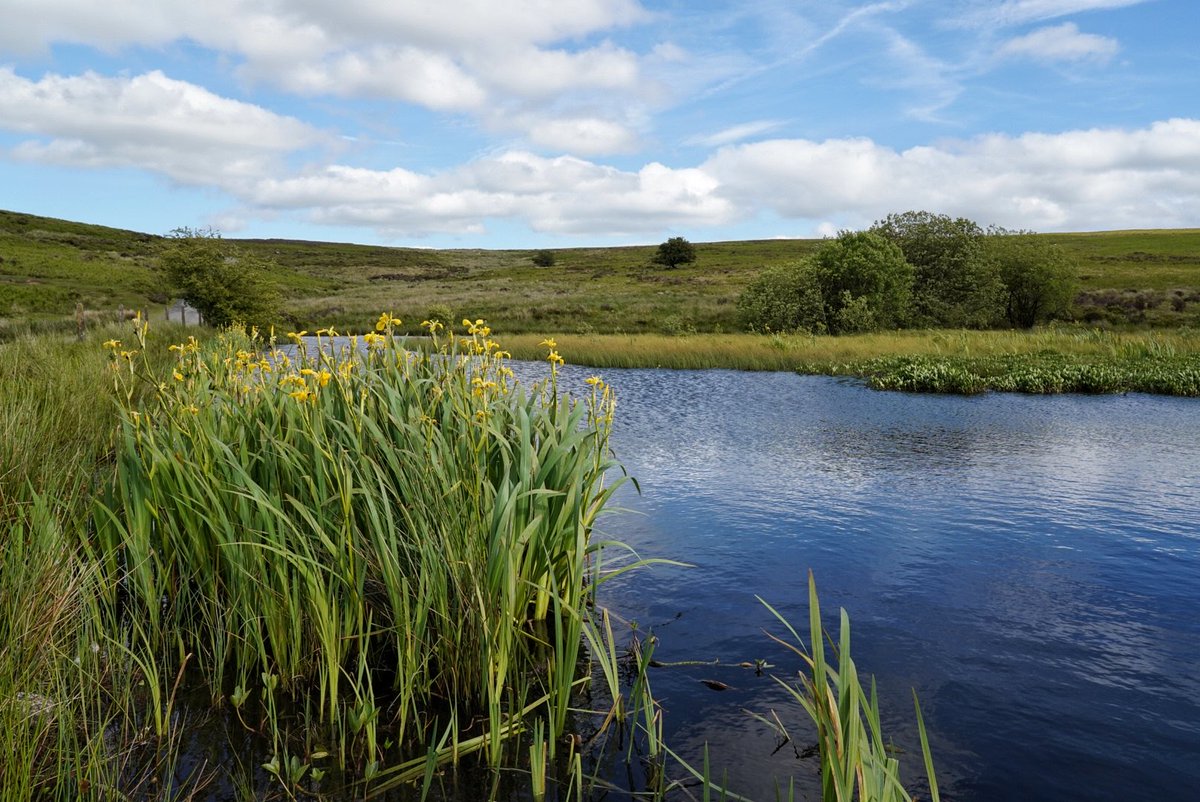 csmaff's tweet photo. Absolutely teeming with life at Wildmore Pool this afternoon. #LongMynd #ChurchStretton #Shropshire #bird https://t.co/xQZi5rH1La