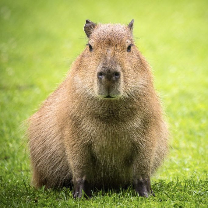 DailyNoud's tweet photo. Roddy Ricch was reportedly forced to sell his pet Capybara due to extrinsic ties with the Dominican Republic cartel. https://t.co/C3Jqc4NJKT