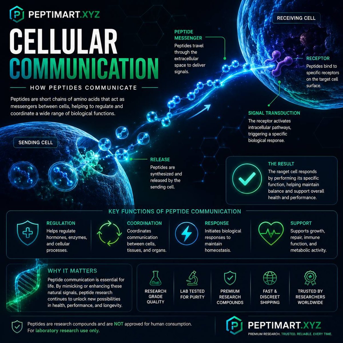 Peptimart_'s tweet photo. Every second, billions of messages travel throughout your body, and many of them are carried by peptides.

Peptides act like biological instructions, helping cells know when to respond, recover, adapt, and communicate.

A simple way to think about it:

⚡️ Signal → 🔄 Response → 📈 Adaptation

The more researchers learn about peptide signalling, the more they uncover about how the body regulates itself. solana:61aNNrrRp81a3ZztDL69dNyrcshBsqWZdWVSrpYpump  

🌐 https://t.co/qbS2V2dbJJ