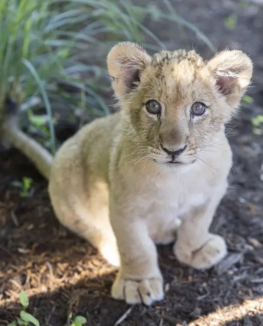 cub (baby lion) tweet media