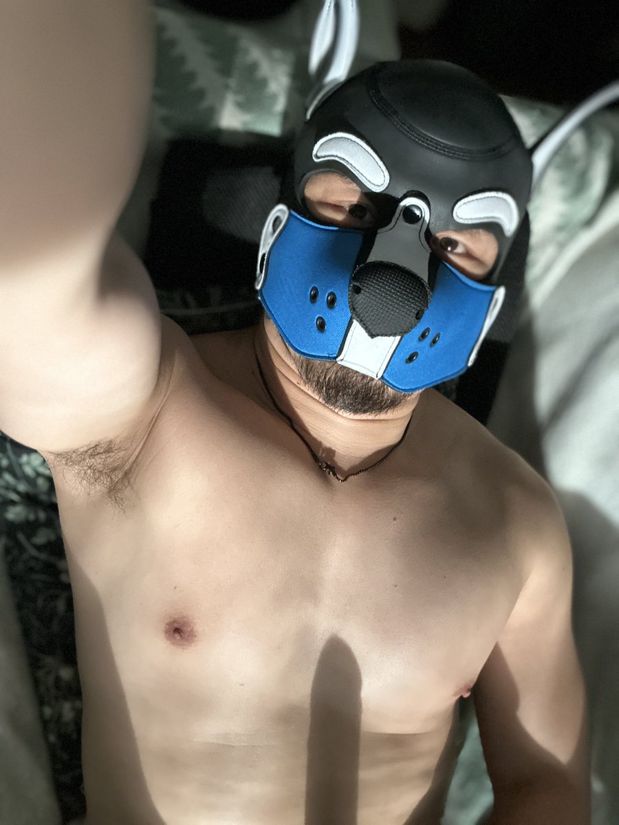 pup_lancon's tweet photo. 100% definitely not gooning

#gaypup #pupplay #musclepup #goonpup https://t.co/6ch4zfdU5w
