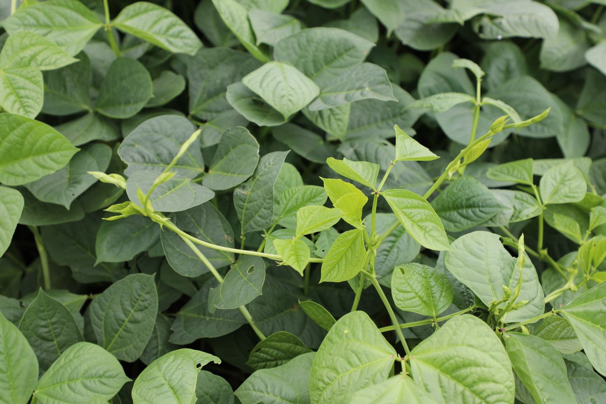 GreenCoverSeed's tweet photo. Cowpeas thrive in the heat.

This warm season legume is built for summer, it's drought tolerant, fast growing, and loaded with N-fixing potential. That makes it a natural fit in a post-wheat or pre-corn rotation, putting fertility back into the soil before the next cash crop goes in.

The high protein content earns it a spot in grazing mixes too. And whether you're working with sandy loam or something less forgiving, cowpeas adapt and produce.

When temperatures climb and other species tap out, cowpeas keep working.

Consider adding them to this year's warm season mix using our SmartMix Calculator: https://t.co/FP2byMD58Y or give us a call at 402-469-6784 to place your order.

#Cowpeas #CoverCrops #SoilHealth #NitrogenFixing #GrazingMix #SummerCoverCrop #CornRotation #GreenCoverSeed #RegenerativeAg