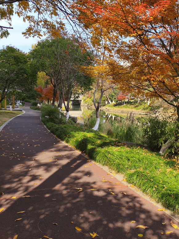 imlaggingpls's tweet photo. The golden autumn sun is shining bright, crunched fallen leaves underfoot, perfect vibes for a casual walk in the park! ， https://t.co/QrVywEmJMN