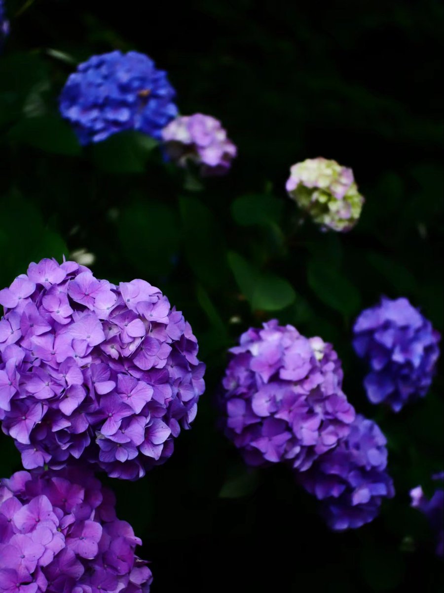 classic__350's tweet photo. 置物と化してたカメラ

#LUMIXGF9 
#TTArtisan25mm f/2 C https://t.co/SP0wDQfLLm