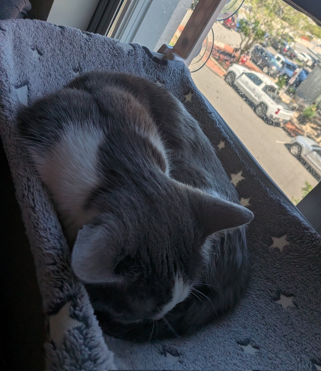 MyKittyJournal's tweet photo. @gooseydotgov I hope your momb has fun at the party! I'm going to be sleeping by the window with the AC on all day because it's HOT 😼 https://t.co/yRfHZ0GV7o