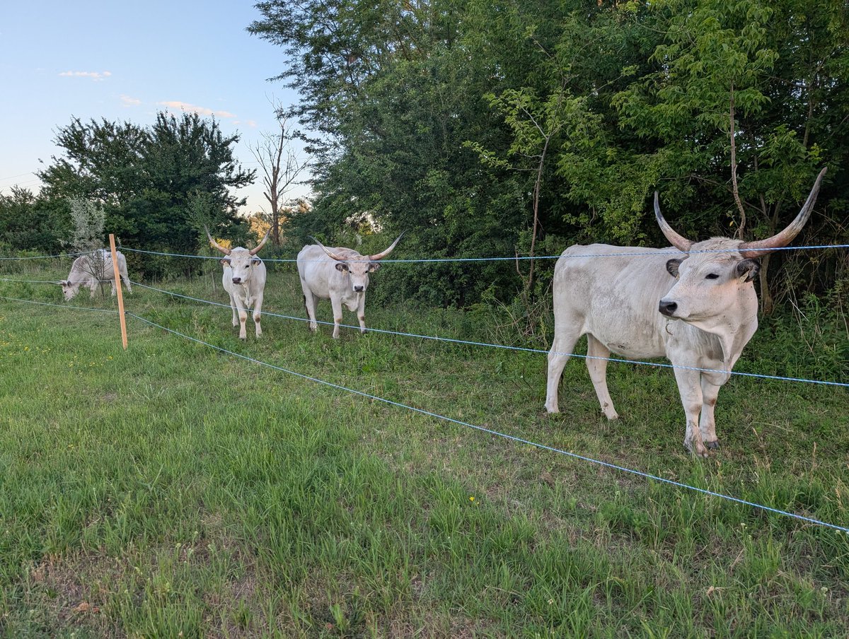 Andysamu's tweet photo. Are these #longhorns? Nowhere near #texas if they are :) #hungary https://t.co/MJ6a3YucWp