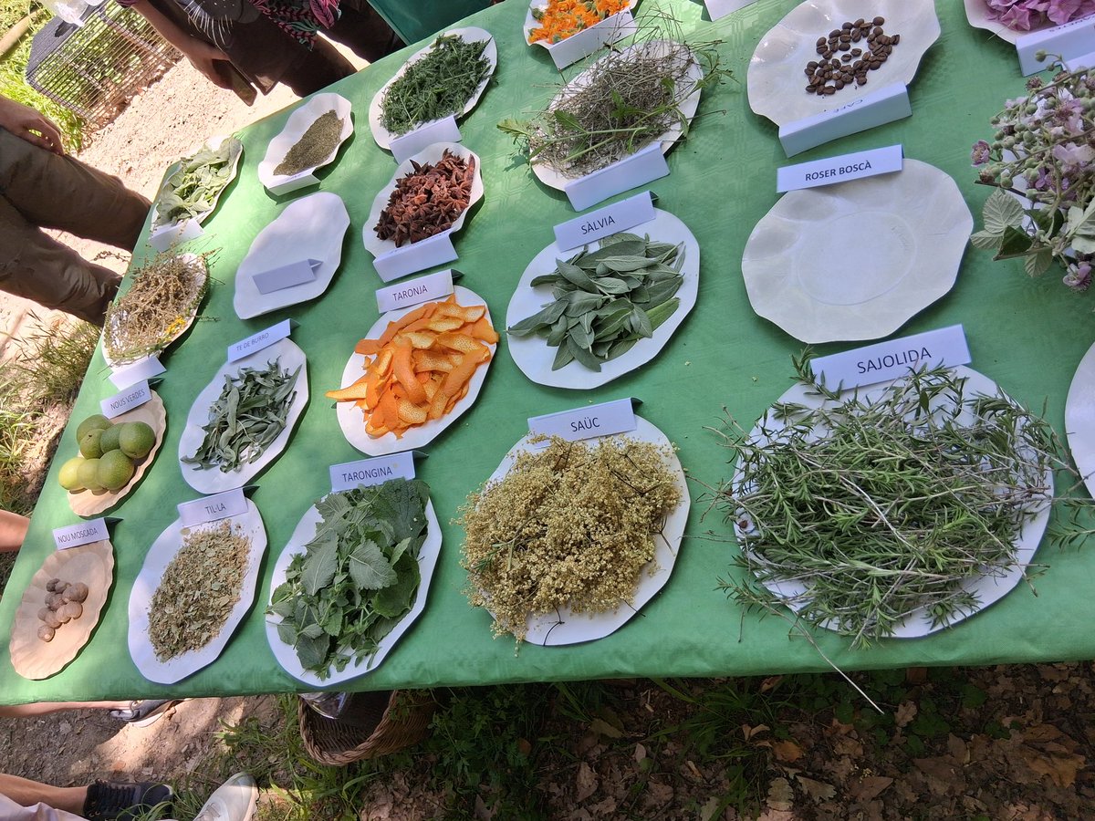 SandraQtn's tweet photo. Dia ple d'aprenentatges, de trepitjar territori, de reconnectar amb la terra. I per Nadal, la meva primera ratafia 💚 https://t.co/fytizMZPyx