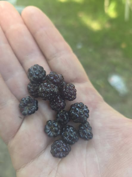 Creo_Emerson's tweet photo. First of the blackberries for the year!! These are from some wild plants that I have been tending and mataining for decades. We only ever get about a dozen or so ripe every day but for the next couple weeks it's a nice treat! https://t.co/vmQxksrGVE