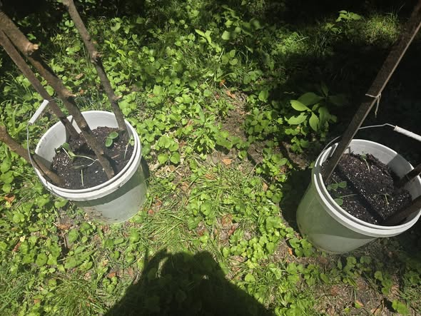 Creo_Emerson's tweet photo. Creo" Trash Garden: Cucumbers

Second year trying Cucumbers. Last year they were to close to the tomatos. Going to keep them in a diffrent part of the yard and see how things go. These are some seedlings that we started in an egg carton. Frist day in buckets! https://t.co/h2rhfO5ghI
