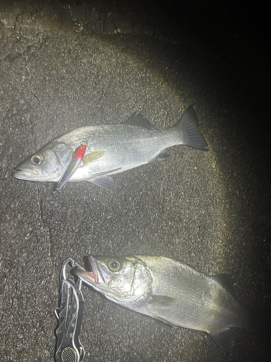 ziginger_z's tweet photo. とりあえずサイドワインダーは夜ヒラクソ強い
55と45
シャローでは流れに逆らう感じでトゥイッチ入れるとすぐ釣れる
そしてパックロッド磯ヒラ達成！！
#ジギンガーZ
#サイドワインダー
#パックロッド
#ヒラスズキ https://t.co/8gGXLblTtS