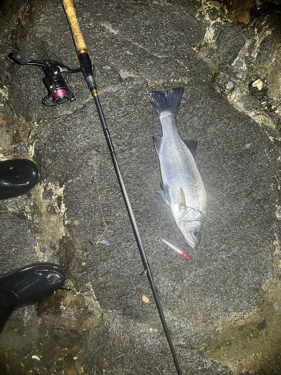 ziginger_z's tweet photo. とりあえずサイドワインダーは夜ヒラクソ強い
55と45
シャローでは流れに逆らう感じでトゥイッチ入れるとすぐ釣れる
そしてパックロッド磯ヒラ達成！！
#ジギンガーZ
#サイドワインダー
#パックロッド
#ヒラスズキ https://t.co/8gGXLblTtS