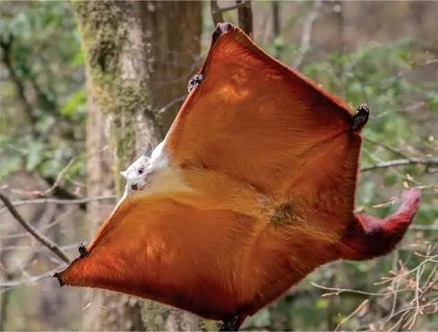 Carlosarty12's tweet photo. Nobody talks about how freaking flying squirrels are built to be gliders with modified enlarged “little” fingers, unlike the marsupial gliders and colugos, which both have whole hands on the sides https://t.co/Bk3ZJOUKHu