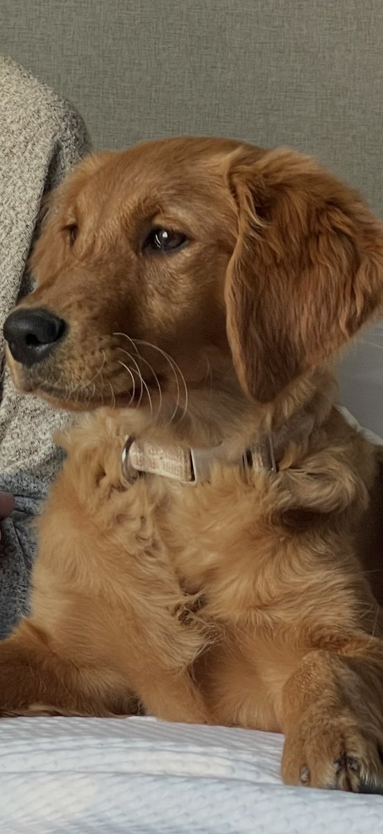 PetMayorNatty's tweet photo. Hope everyone has a Happy Saturday! Here is a picture of me from a year ago when I was just a pup! #MayorNatty #PetMayor #NattyWaylonPacker #StarkvilleMS https://t.co/LvkOWPRGCN