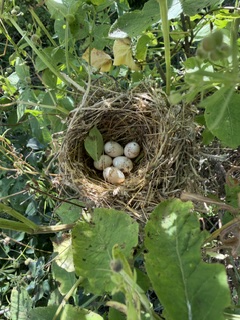 chasse38's tweet photo. .
🌾 #Haie et entretien : l’action qui protège la #biodiversité
À #StBlaiseduBuis, une opération de nettoyage a été menée sur la haie plantée il y a 2 ans avec la FDCI.
Une haie entretenue = des nids protégés et un refuge précieux pour la petite #faune. https://t.co/An4eTSA6Pa