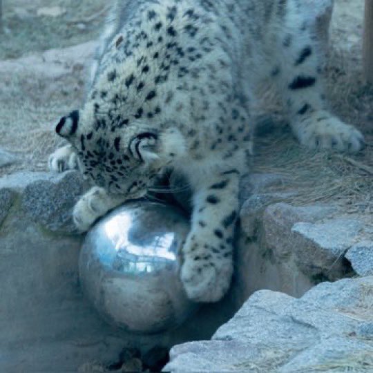 bigkittycity_'s tweet photo. this ball is YUCKY!!!!! ..... https://t.co/ztr4ILHqqL