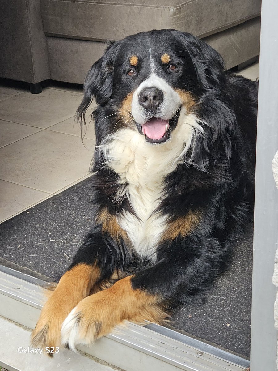 Boogschuttertj7's tweet photo. @RubenvanHaften Dit is Guus bijna 3 jaar, een schat van een hond .  🐾 https://t.co/g6DNpwUF18