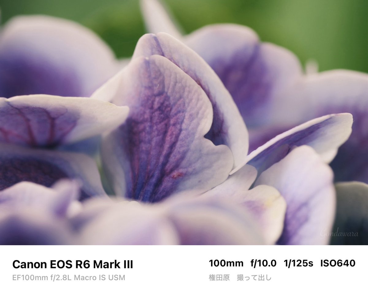 loqg78's tweet photo. 日曜は雨って聞いてたけど、ずれ込んだ?🙄
#Canon #R6mark3 #EF100macro https://t.co/hGap2Q91KK