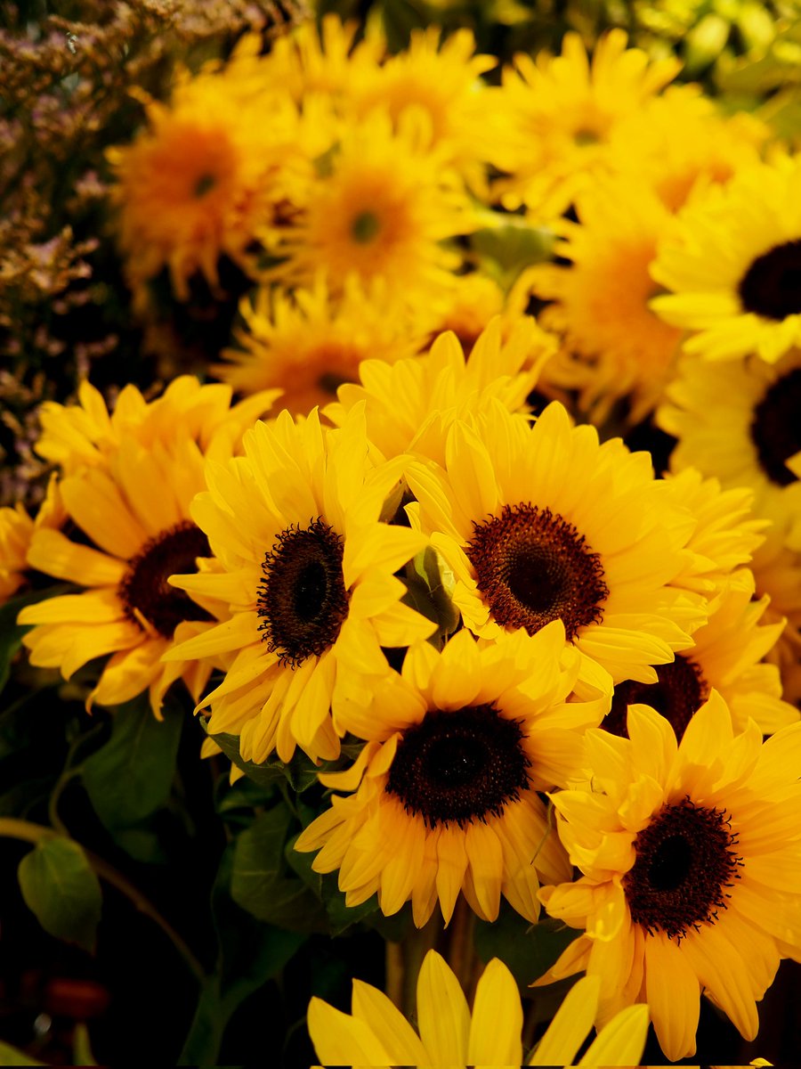 8341xSMILE's tweet photo. 2026年6月14日
✽✽✽

#花写真【向日葵】
✩༘͜͡🌻ᰰ۪۪  ׂ✩༘͜͡🌻ᰰ۪۪  ׂ✩༘͜͡🌻ᰰ۪۪  ׂ
#TLを花でいっぱいにしよう

✽✽✽ https://t.co/j8DzzV36On
