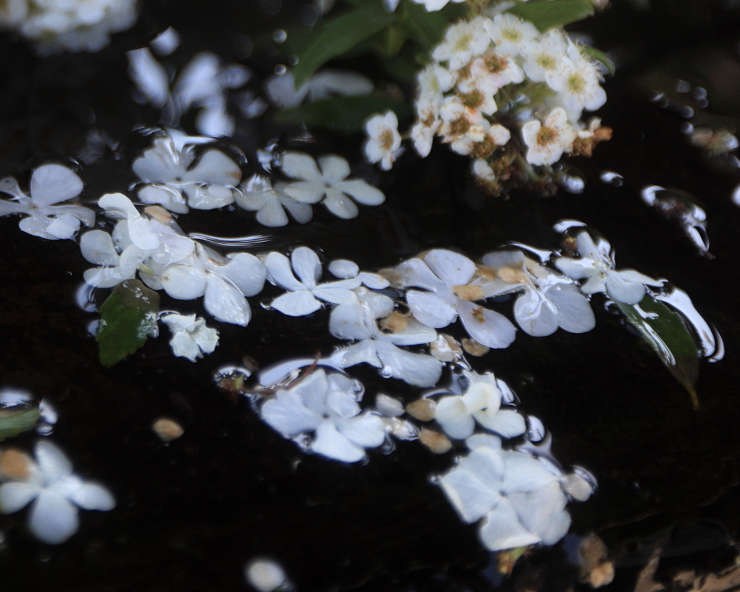 akira_m_k's tweet photo. いっぱい花を探そう
#flowers
#flowerstagram
#instaflower
#flowerphotography
#blooms https://t.co/Ui353e23s4