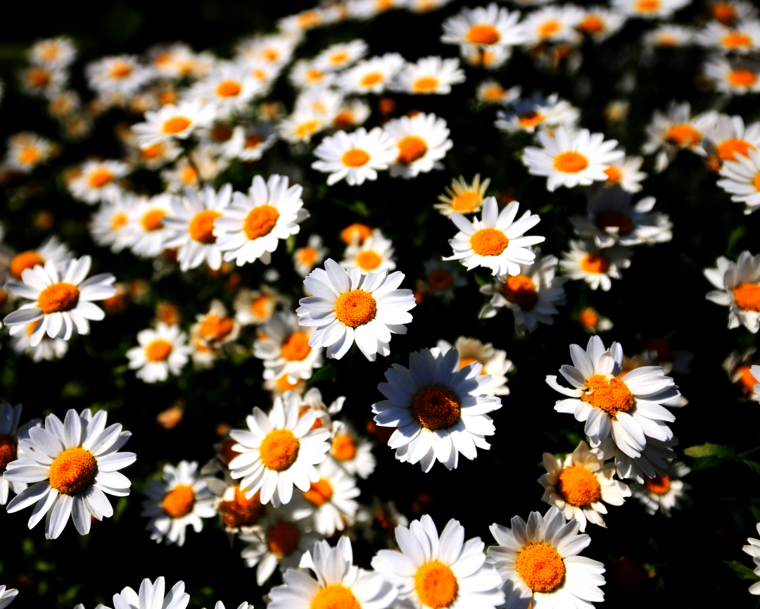 akira_m_k's tweet photo. いっぱい花を探そう
#flowers
#flowerstagram
#instaflower
#flowerphotography
#blooms https://t.co/Ui353e23s4