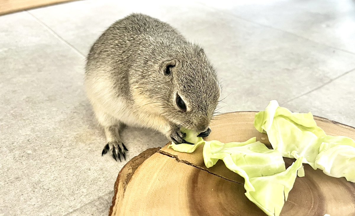 kinkuma_coco's tweet photo. 朝おやつ https://t.co/8SXr5ApXYH