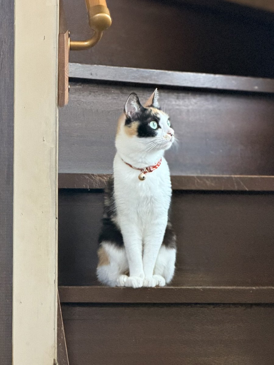 backdoors's tweet photo. Toriko, my calico cat, is both unpredictable and incredibly affectionate. 🐾❤️

#CalicoCat #CatLover #CatLife #CatsOfX #Catstagram #PetLife #CatMoments #CatPerson #MischievousCat #SweetCat https://t.co/76uUITi1tn