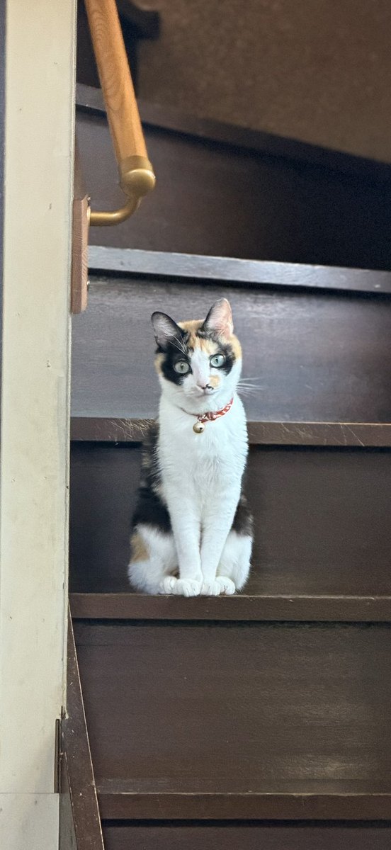 backdoors's tweet photo. Toriko, my calico cat, is both unpredictable and incredibly affectionate. 🐾❤️

#CalicoCat #CatLover #CatLife #CatsOfX #Catstagram #PetLife #CatMoments #CatPerson #MischievousCat #SweetCat https://t.co/76uUITi1tn