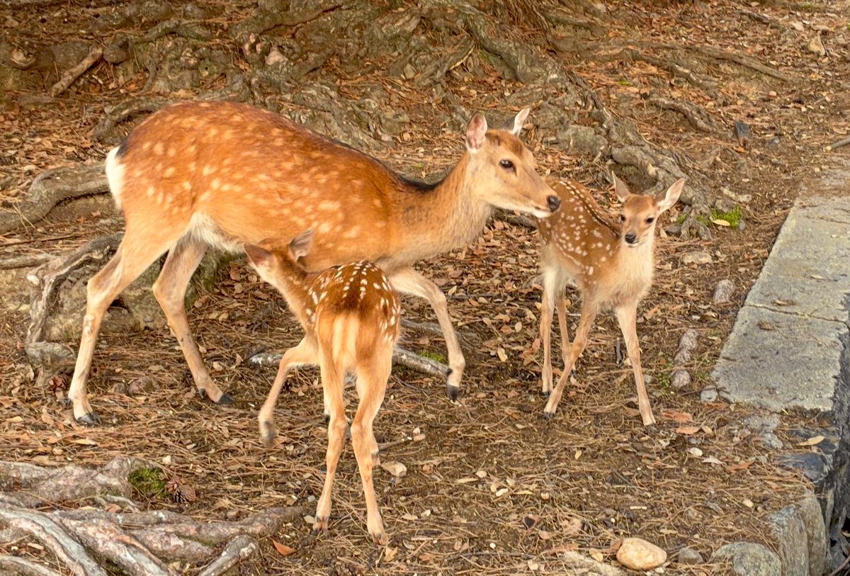 P__Iaidback's tweet photo. 1日目🦌✨️ https://t.co/FBQyH45983