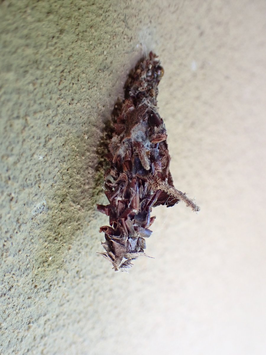 Fauna of JP West tweet media