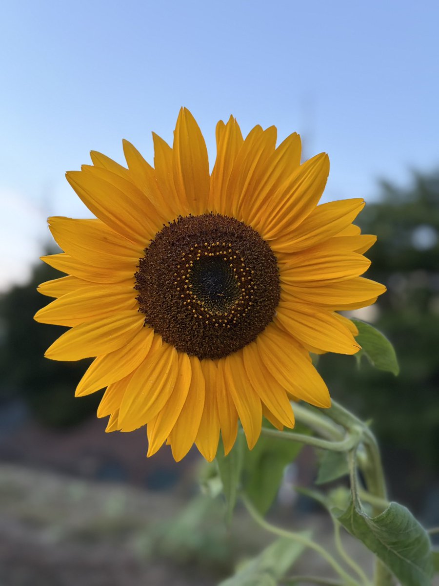 おはようございます🌻 向日葵が咲き始めてるよぉ♪