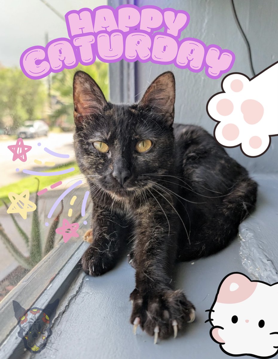 ElGatoCatCafe's tweet photo. Happy Caturday from Valerie 💕Stop by El Gato for coffee, purrs &amp; the sweetest company around. Valerie &amp; Furriends would ❤️extra pets &amp; treats! 🐾💕
Book at https://t.co/0EWICo8rto 😺 Located at 508 Pecore St HTx. Open T, Th &amp; F 12:30-4:30pm; Sat 11am-5pm &amp; Sun 12-5pm.
#adoptme https://t.co/Q8VC9l4jb7