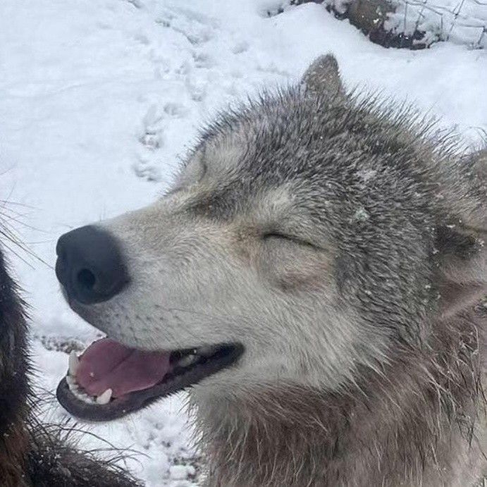 miggimage's tweet photo. ys thought his life had been over ever since his husband died five years ago. since then, he only been existing. just waiting for his time on earth to run out.

then one day, he found a big injured gray wolf lying in front of his house. he took the wolf in and cared for it https://t.co/jiH2FFnlCS
