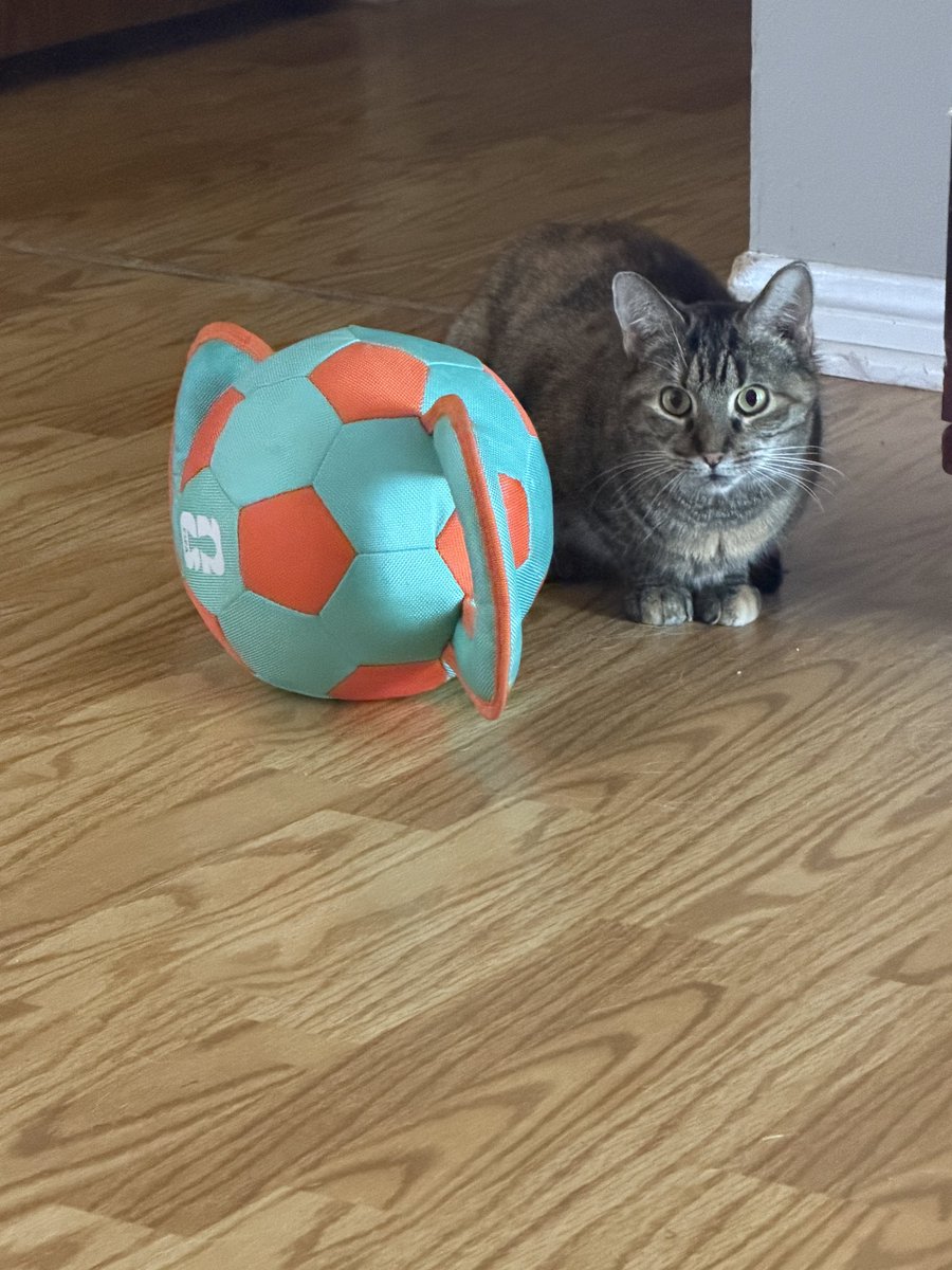TudorRoseDuke's tweet photo. @TheRealThelmaJ1 Kimchi, my grandcat, ready for The World Cup! https://t.co/85FXBM5YuQ