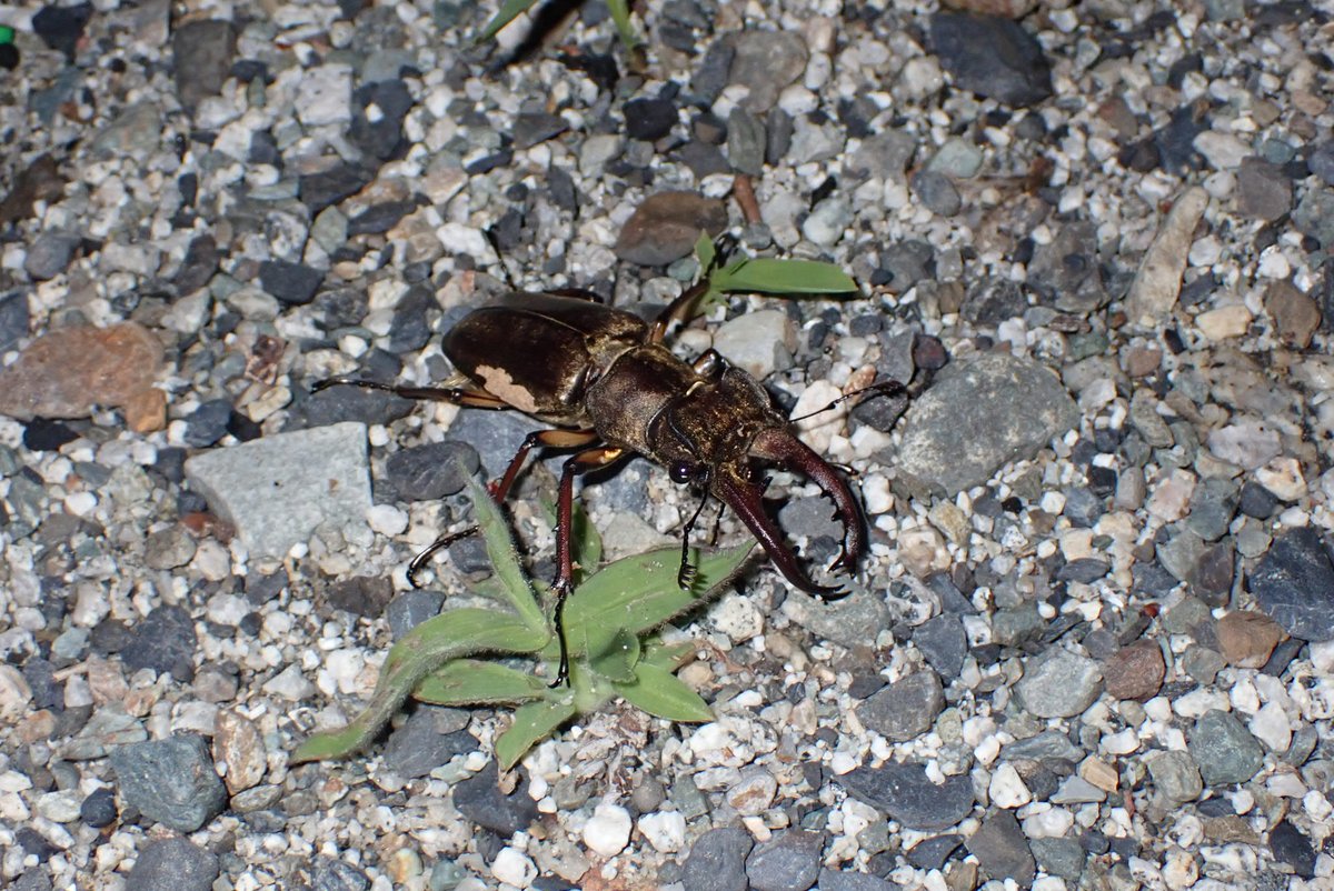 takek10d's tweet photo. 釣りの帰りに、山梨県で投下採集をしてきました。
ミヤマクワガタ♂♀
ノコギリクワガタ♂
コクワガタ6
カブトムシ♀
2026.6.13
#灯火採集 https://t.co/Td4aLhXs3v