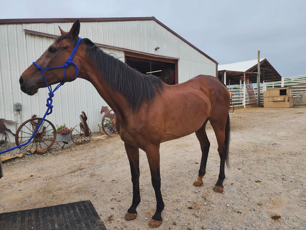RACEFund's tweet photo. 🆘🆘🆘🆘👉Update! Folks we are now at $1970 for Miley. We need to raise $1105  more  to reach goal.  Please share and consider a donation to help us help Miley. Our PayPal Donation link is : https://t.co/f4mK1gbrLN

Thank you. https://t.co/z4kVVJZrG1