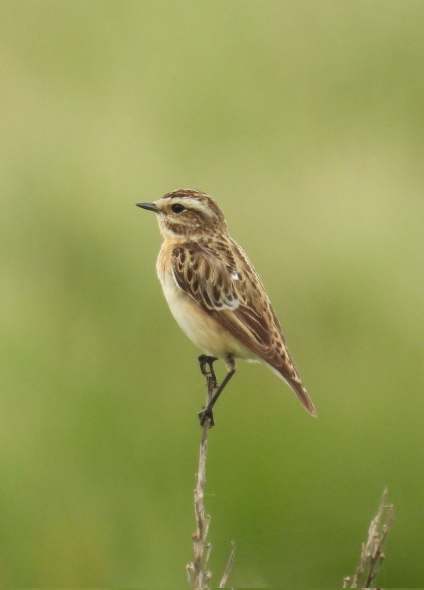 Mark32729033's tweet photo. Can't believe it's actually been a month since my holiday to lesvos! 😂. The pictures I saved aren't to far down in my library just yet😊. Just amazing how every minute of every day there is just bird perfect!!👌  #birdingmoments #birdperfect https://t.co/CH5Xxggg6R