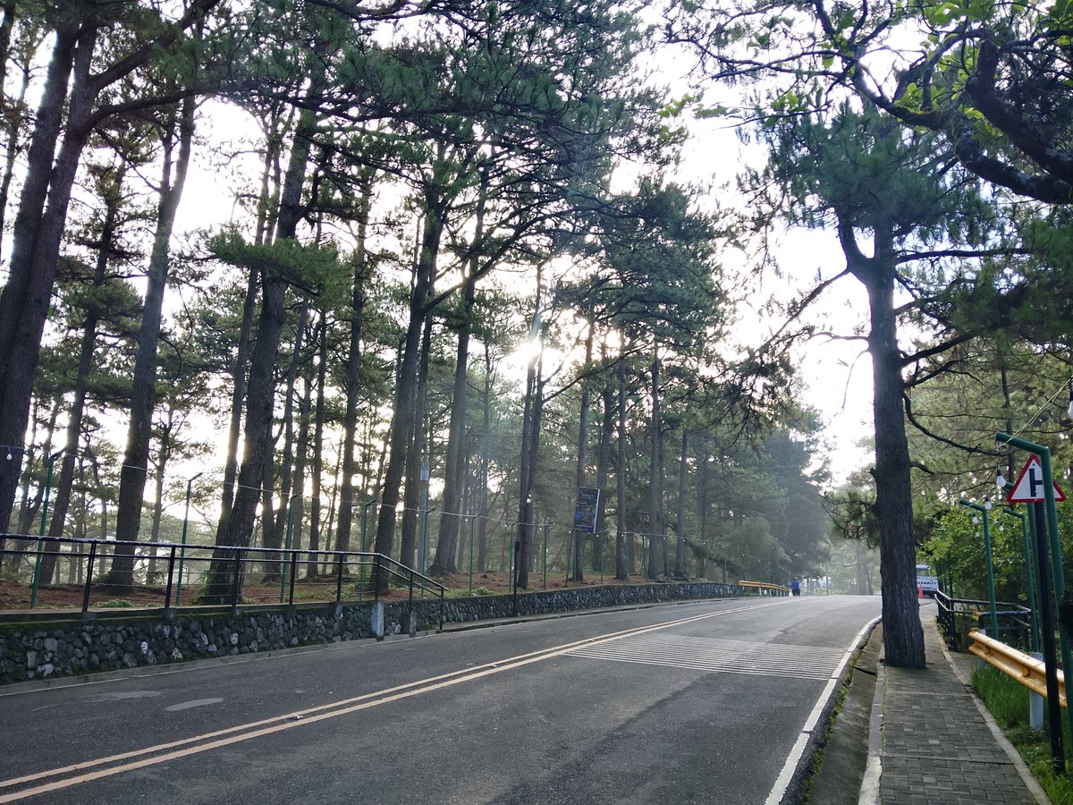drinyys's tweet photo. the sun spills gold between the pines, and the road carries dreams into the distance. https://t.co/vDXCD2EbMt