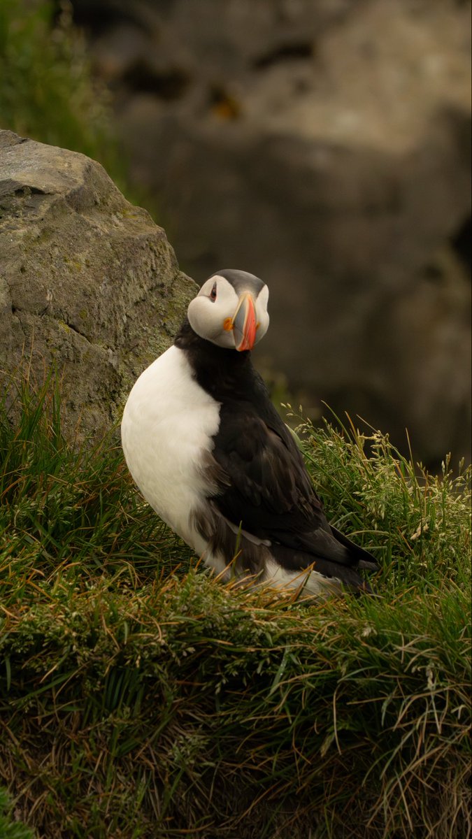 reedchapa_'s tweet photo. Puffins in Iceland https://t.co/55P0Bqnz7q