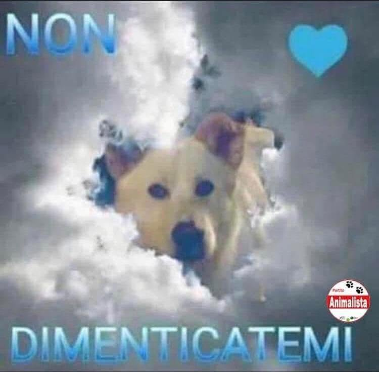 MarcelloCresce2's tweet photo. Per non dimenticare. https://t.co/oXqppCyQKh