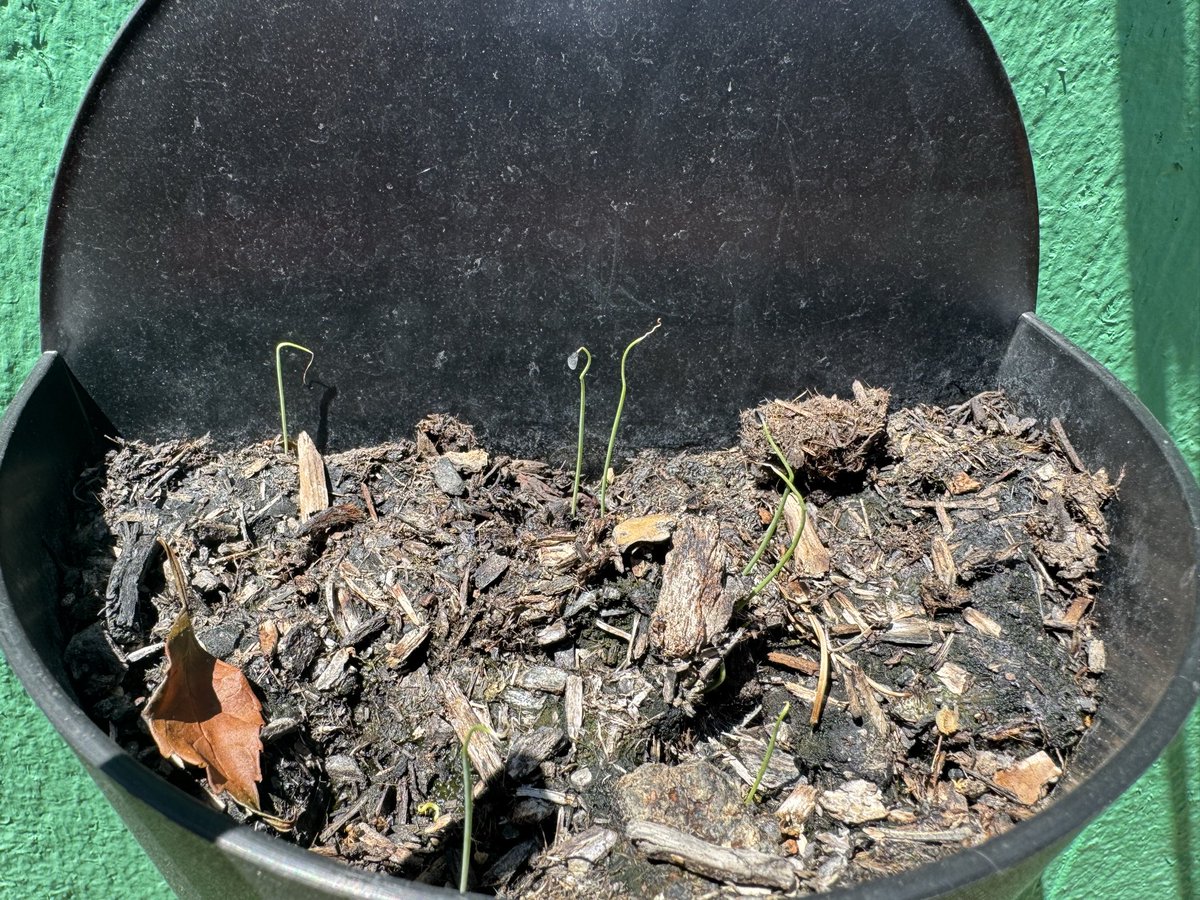 phosphorwulf's tweet photo. Garden update. https://t.co/Anh61bGxDe